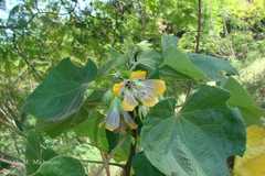 Abutilon ranadei